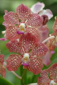 Singapore,Orchidee 013